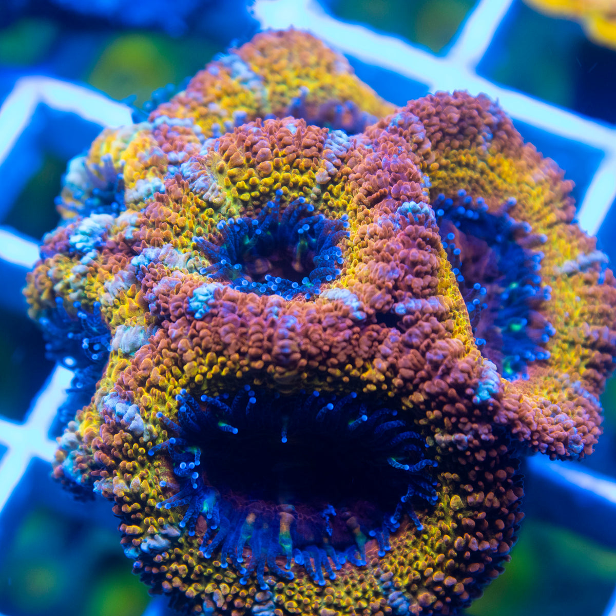 Rainbow Acan