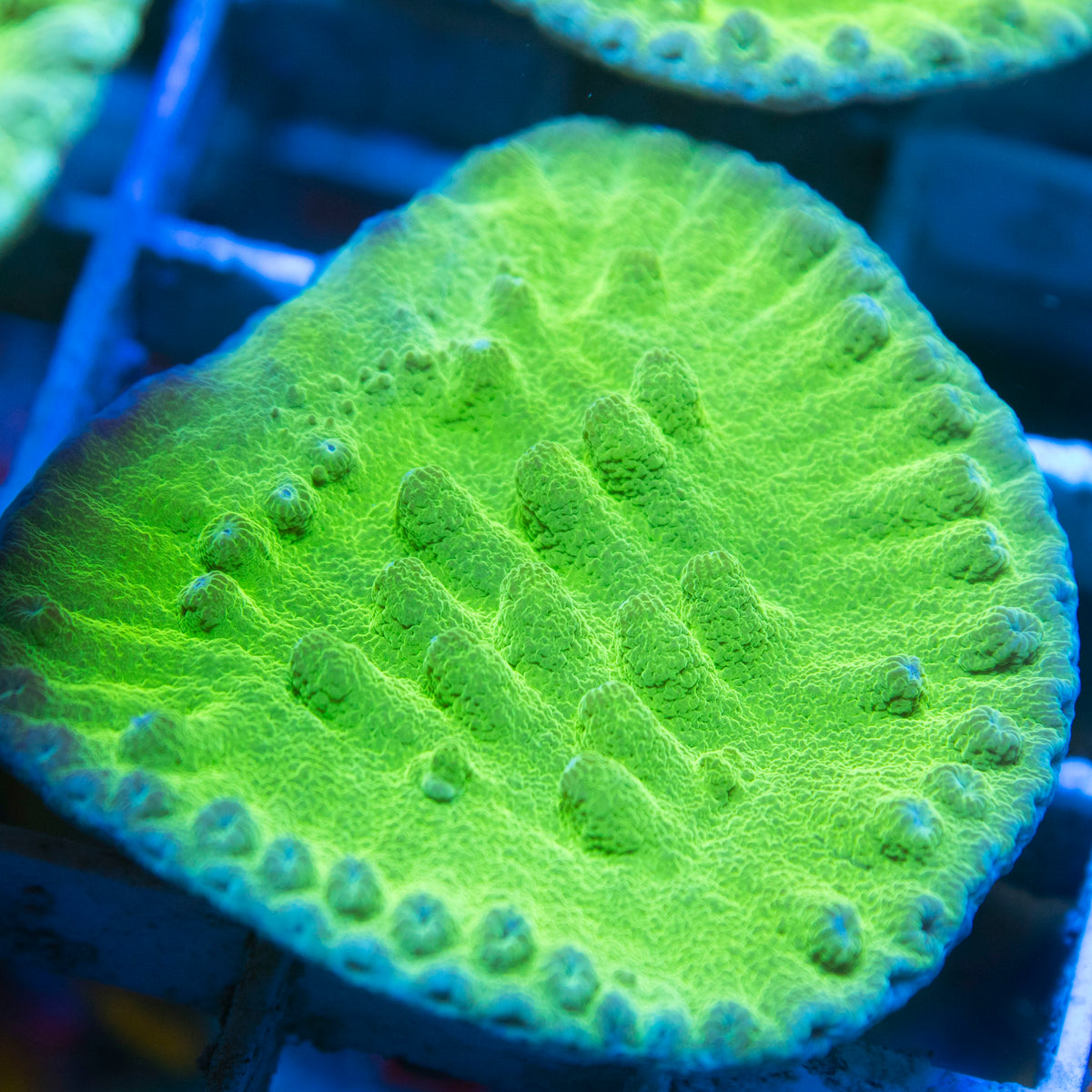 Green Turbinaria