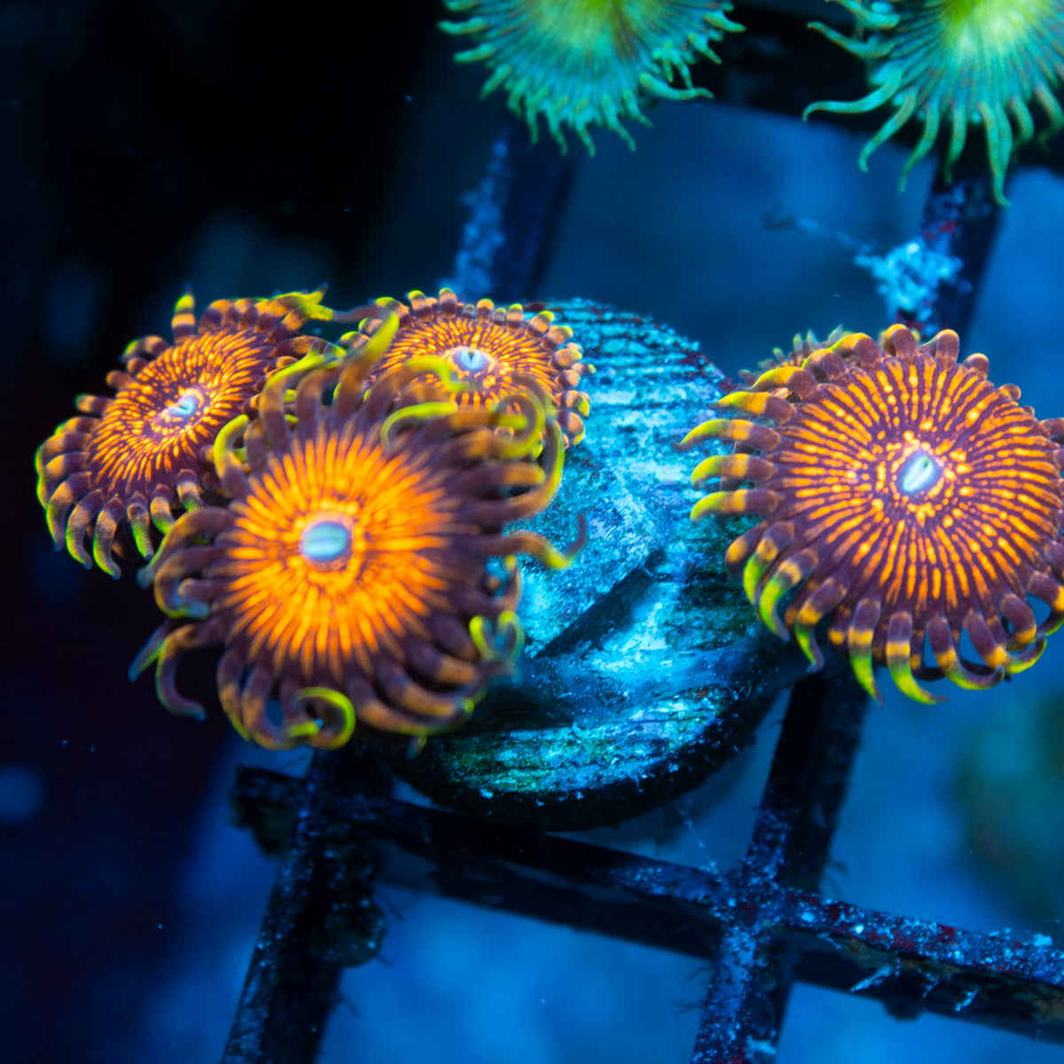 night crawler zoas