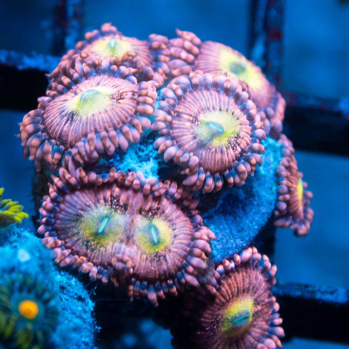 Playboy Zoas