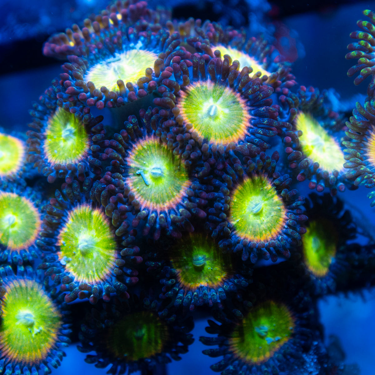 power infusion Zoa