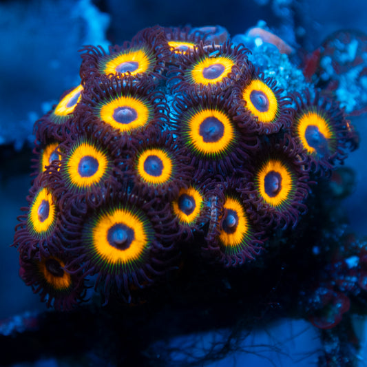 Omega Red  Zoa