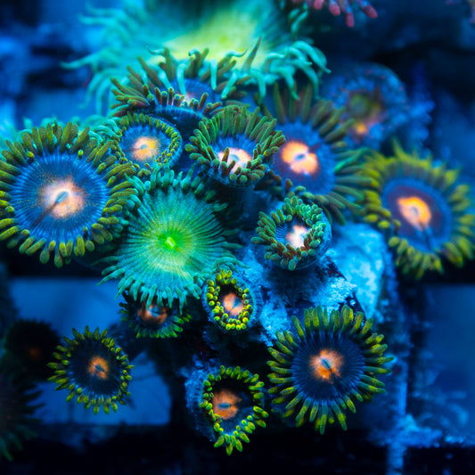 Blowpop Zoa