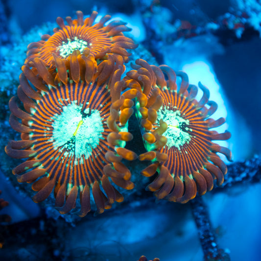 magician zoa