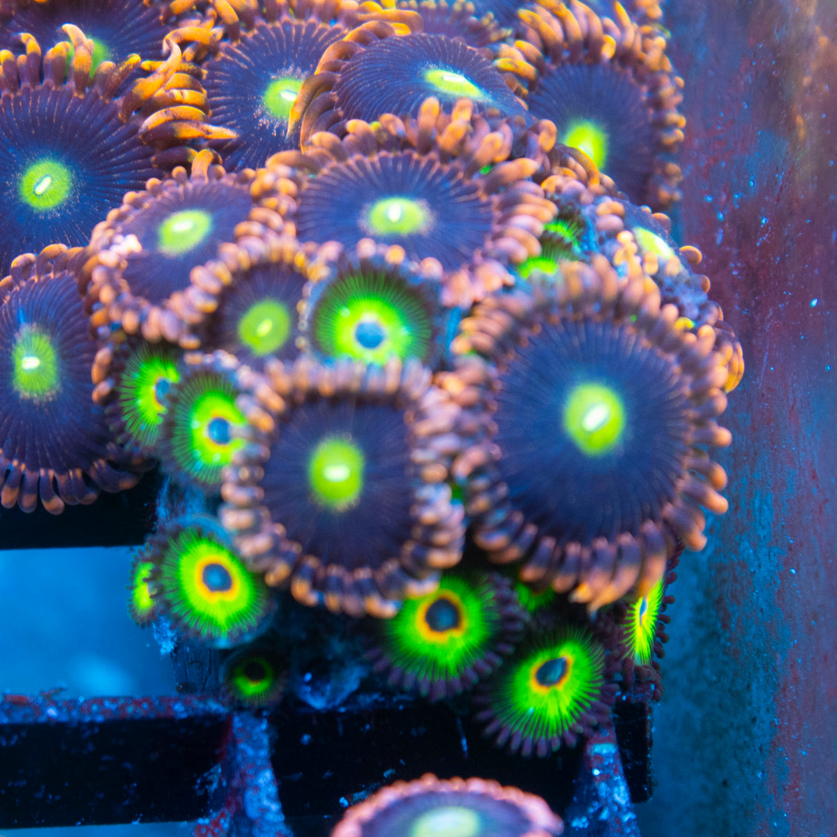 Assorted Zoas
