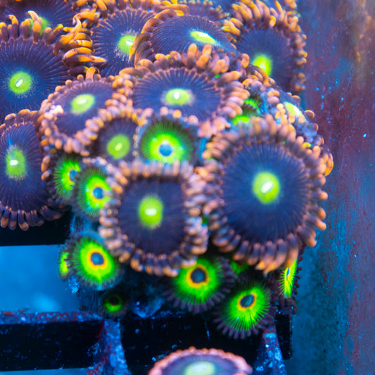Assorted Zoas