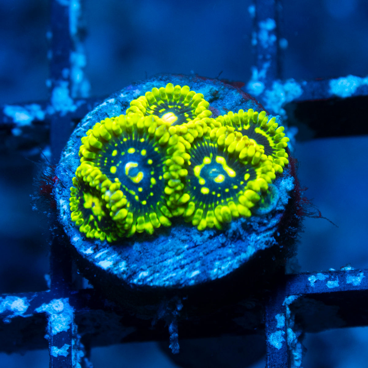 Exosphere Zoa