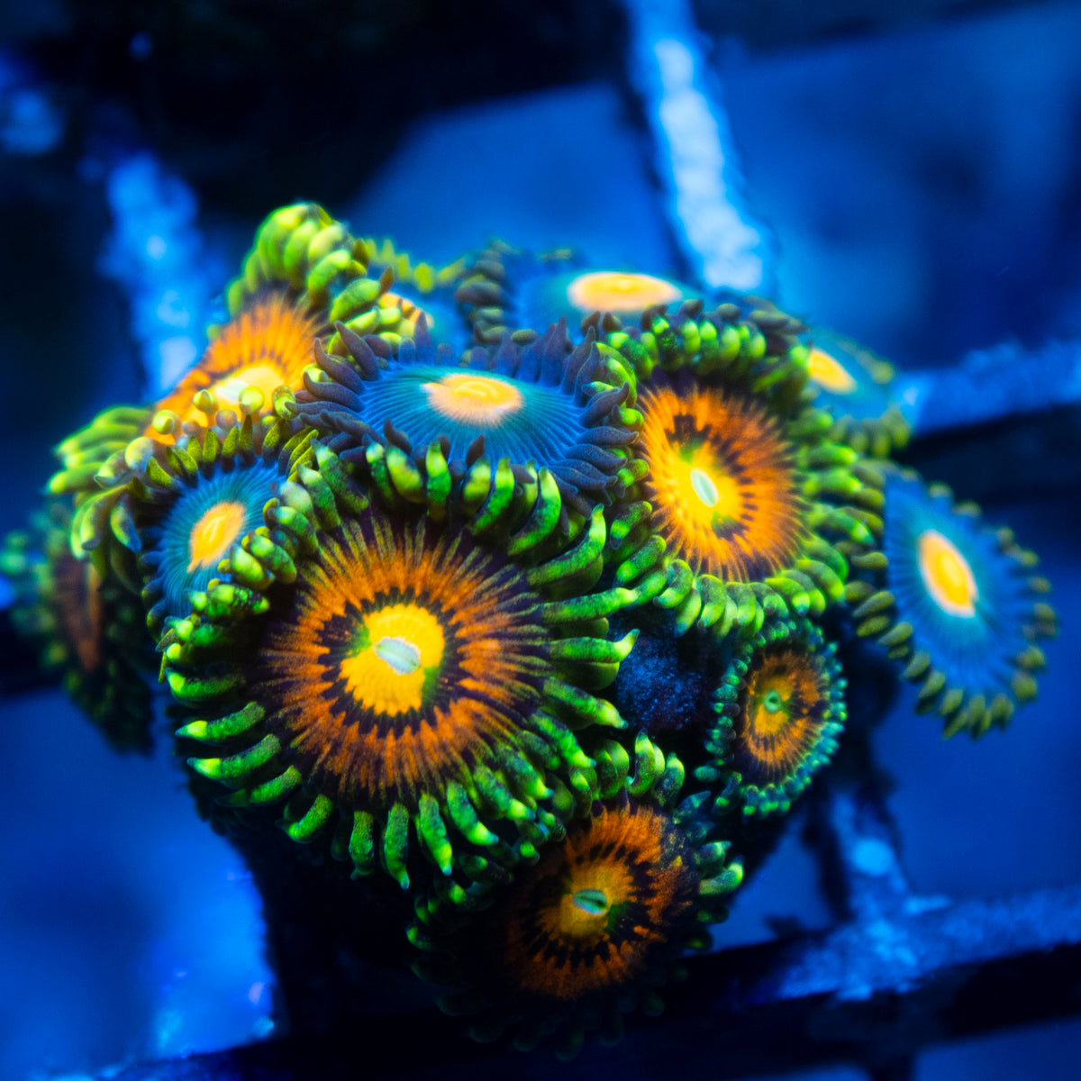 Rainbow Incinerator Zoas