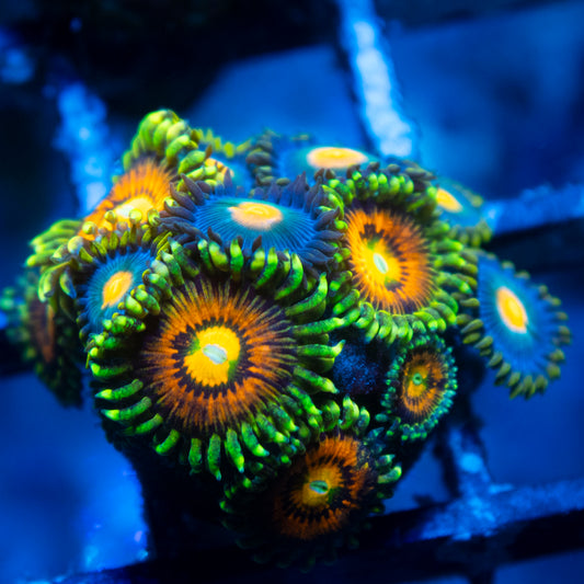 Rainbow Incinerator Zoas