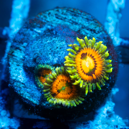 Rainbow Incinerator Zoas