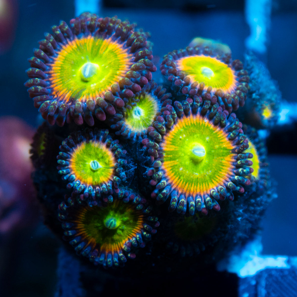 power infusion Zoa