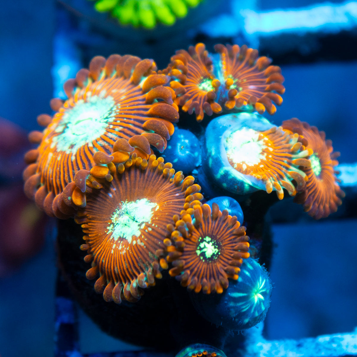 magician zoa