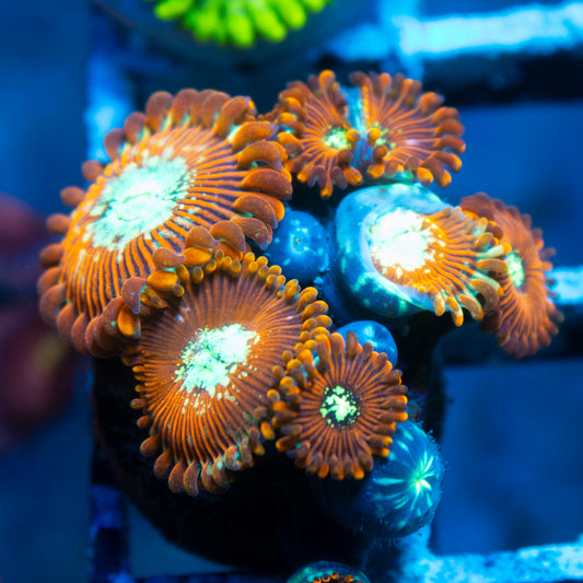 magician zoa
