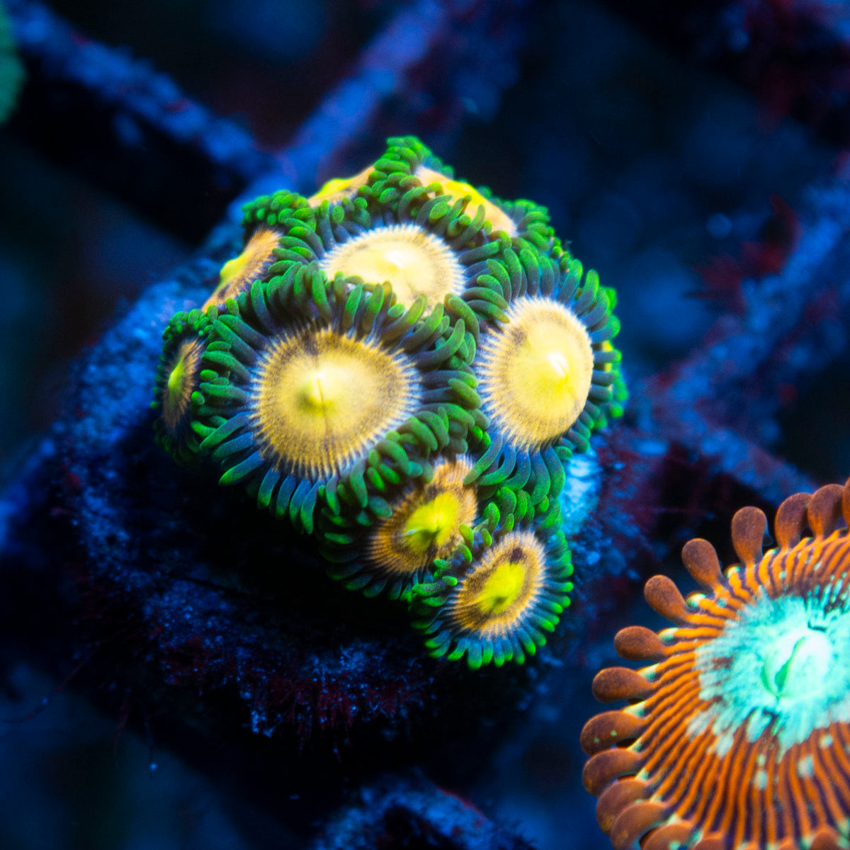 laser lemon zoa