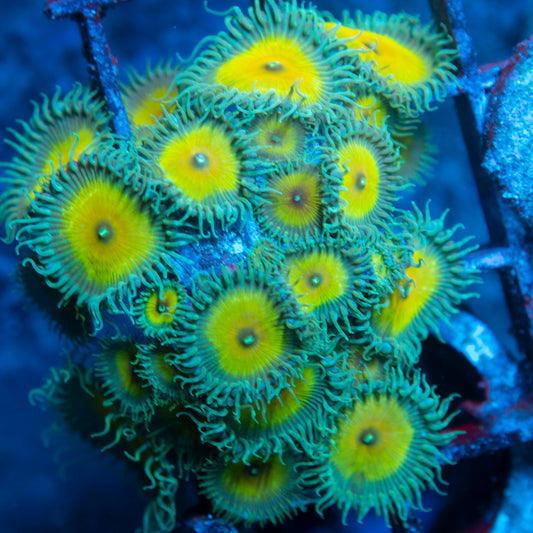 Captain jerk Zoas