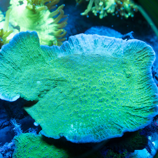 Blue Polyp Montipora Cap