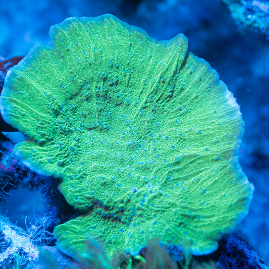 Blue Polyp Montipora Cap