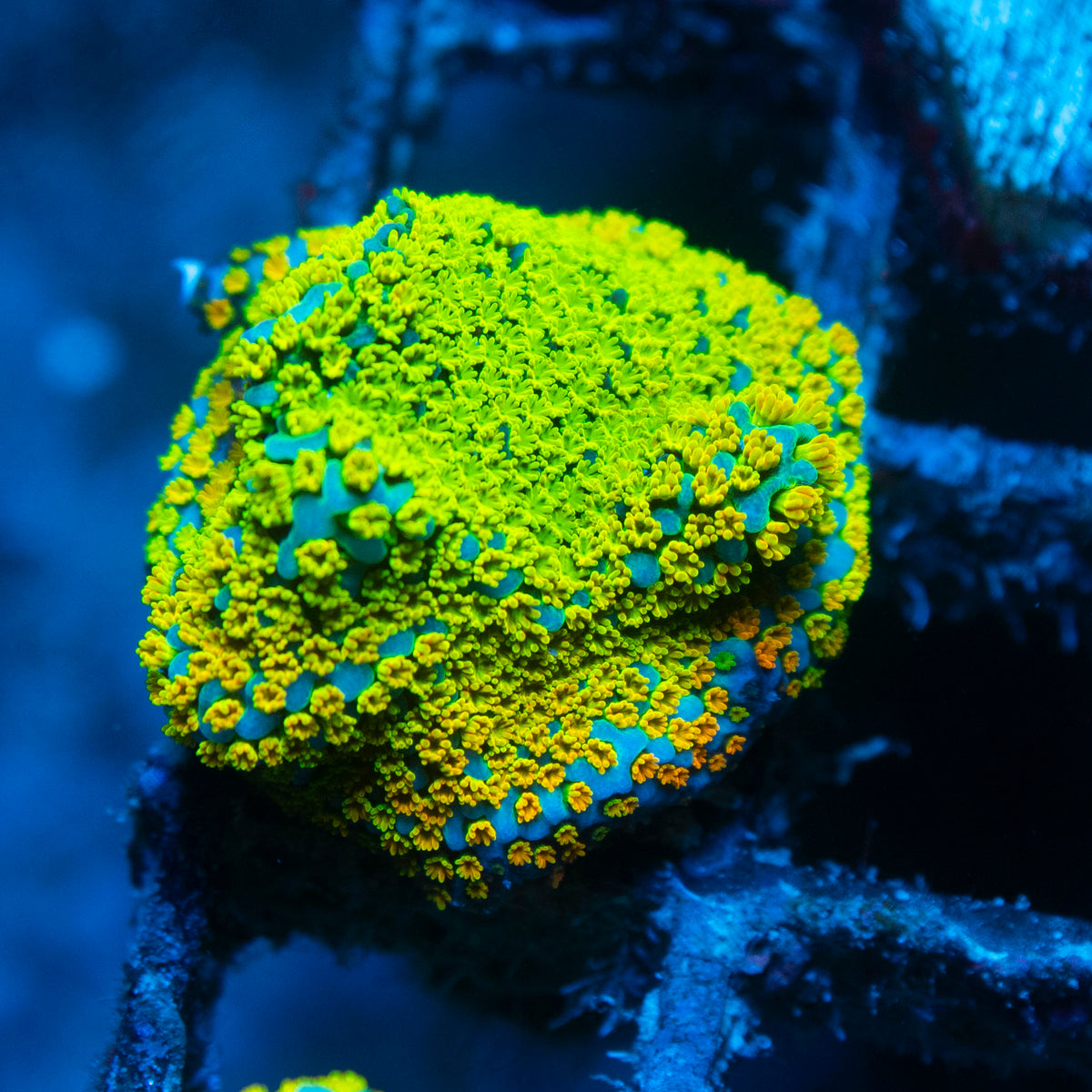 Rainbow Monti