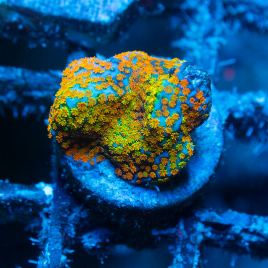 Rainbow Monti