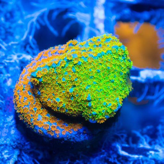 Rainbow Monti
