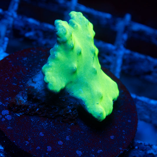 Indo Cabage Corals