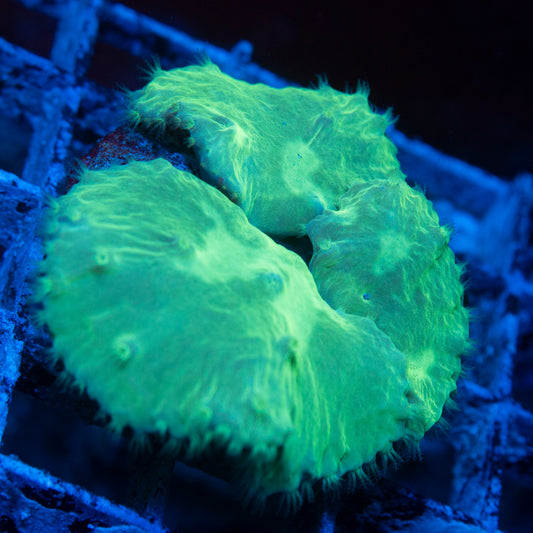 Indo Cabage Corals