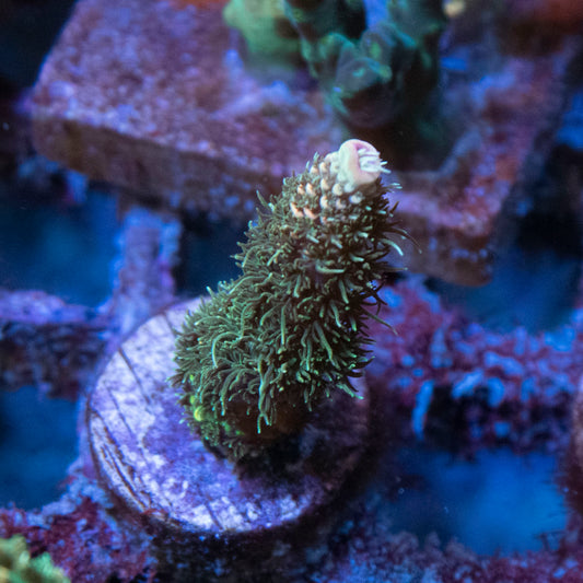 AGC Orange Sherbet Milli Acropora