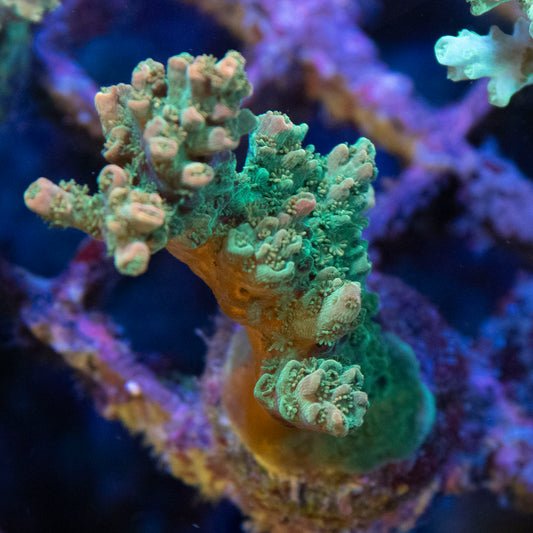 Dan Aykroyd Acropora