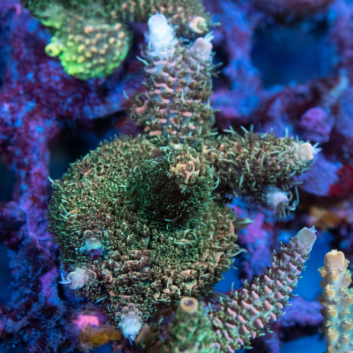AGC Orange Sherbet Milli Acropora