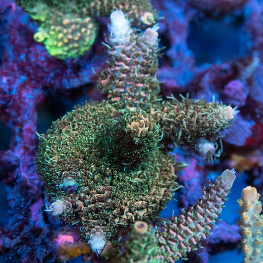 AGC Orange Sherbet Milli Acropora