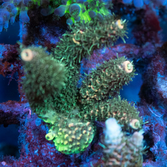 AGC Orange Sherbet Milli Acropora