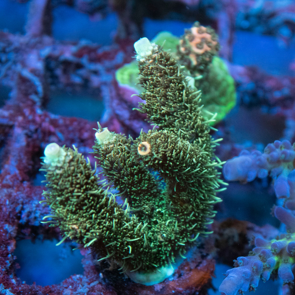 AGC Orange Sherbet Milli Acropora