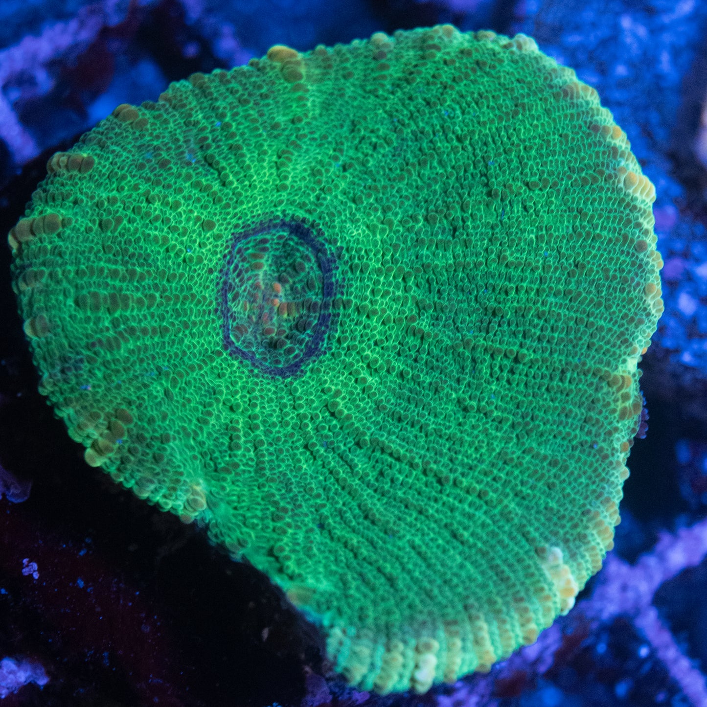 Green Moseleya Coral