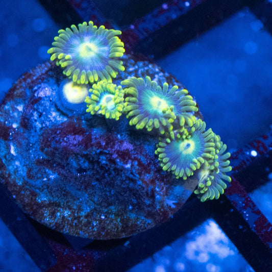 Radioactive Dragon Eye Zoa - AquaGemCorals