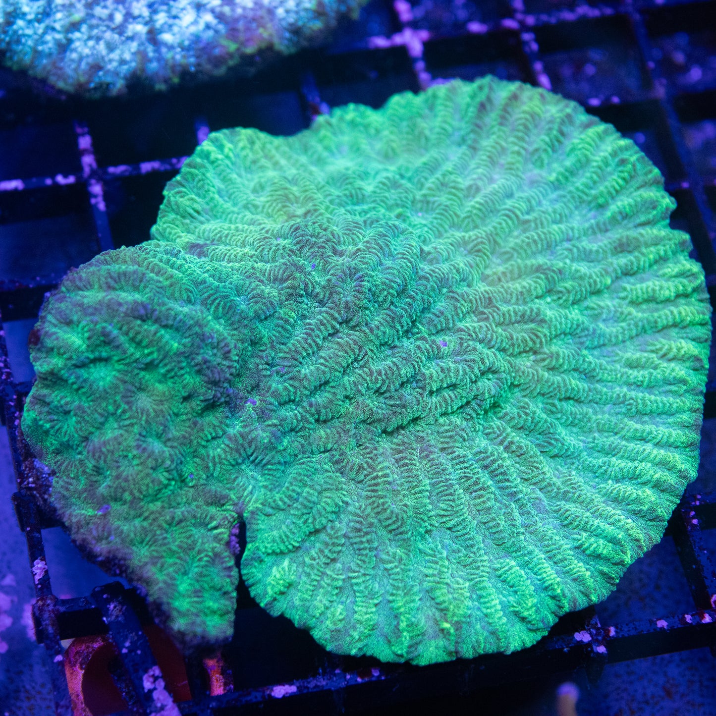 Fiji Lettuce Coral