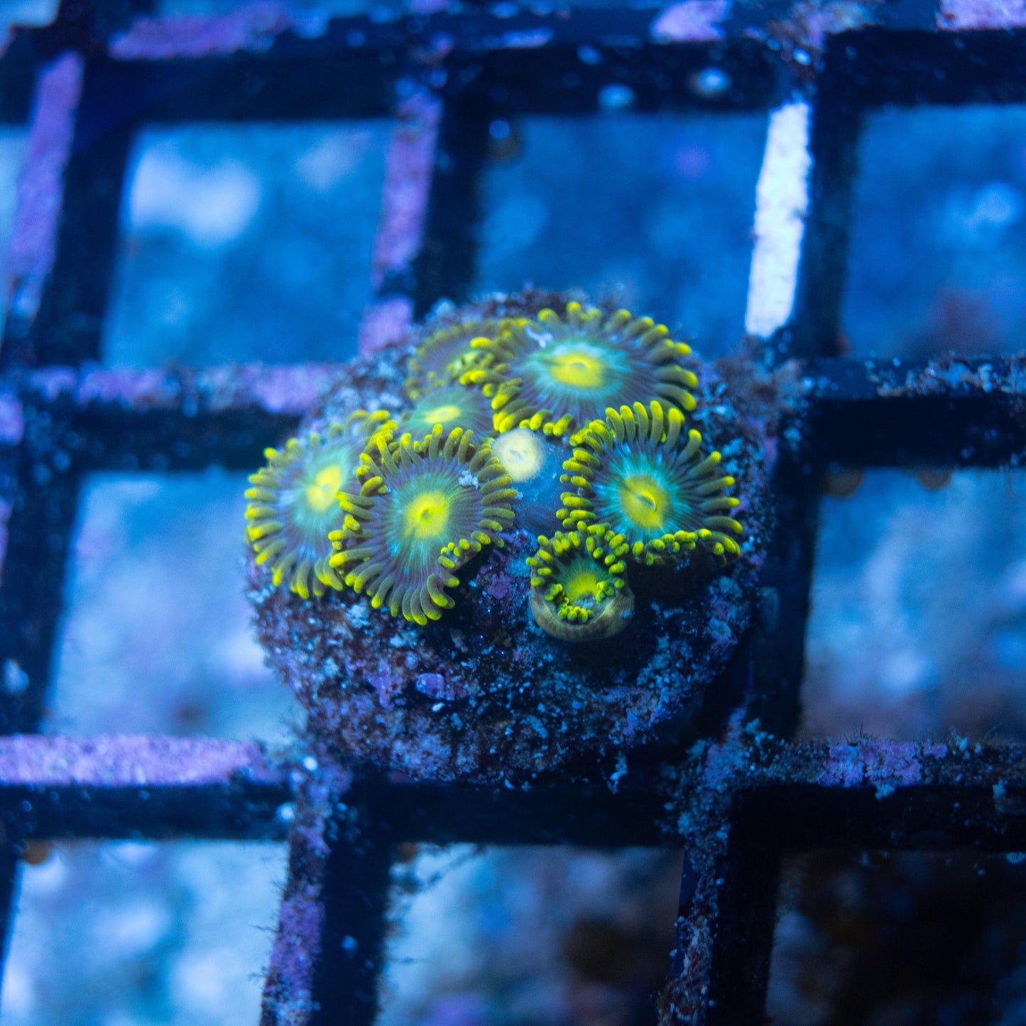 Blue Pin Wheels Zoa - AquaGemCorals