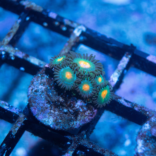 John deer Zoa - AquaGemCorals