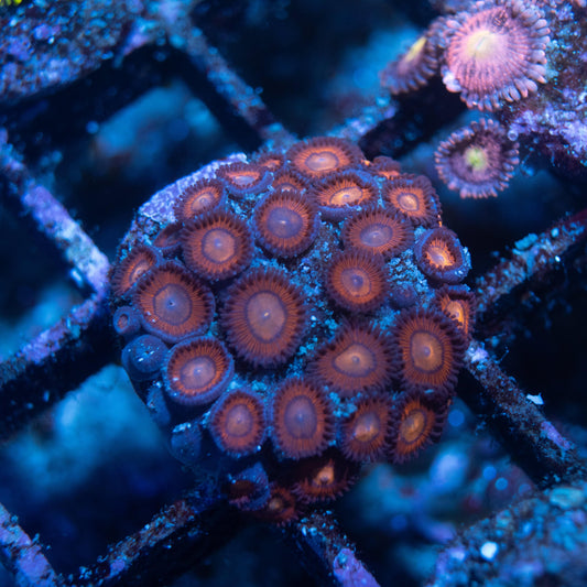 Halo Monster Zoa - AquaGemCorals