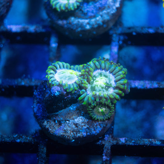 Hawaiian Ding Dang Zoa - AquaGemCorals