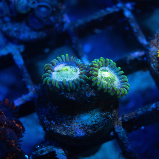 Hawaiian Ding Dang Zoa - AquaGemCorals