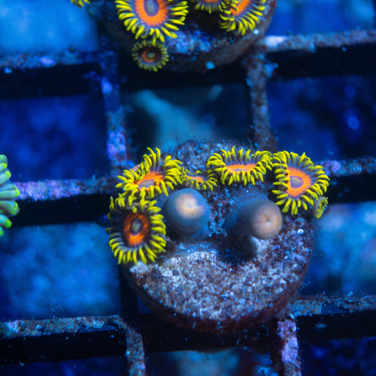 Ketchum Zoa - AquaGemCorals