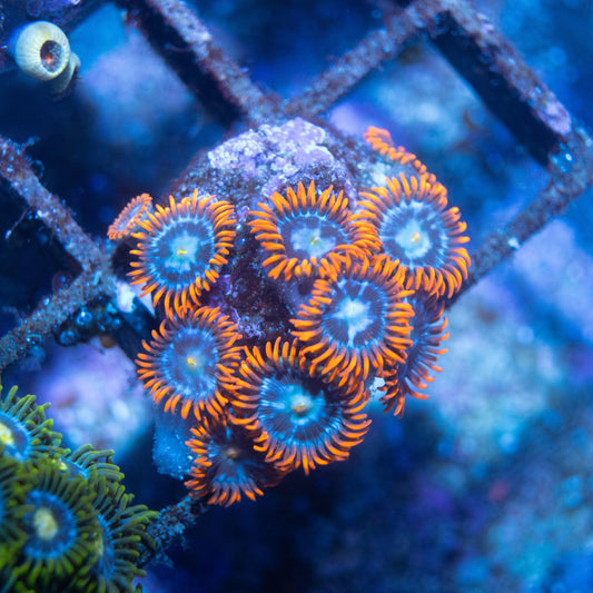 Fire & Ice Zoa - AquaGemCorals