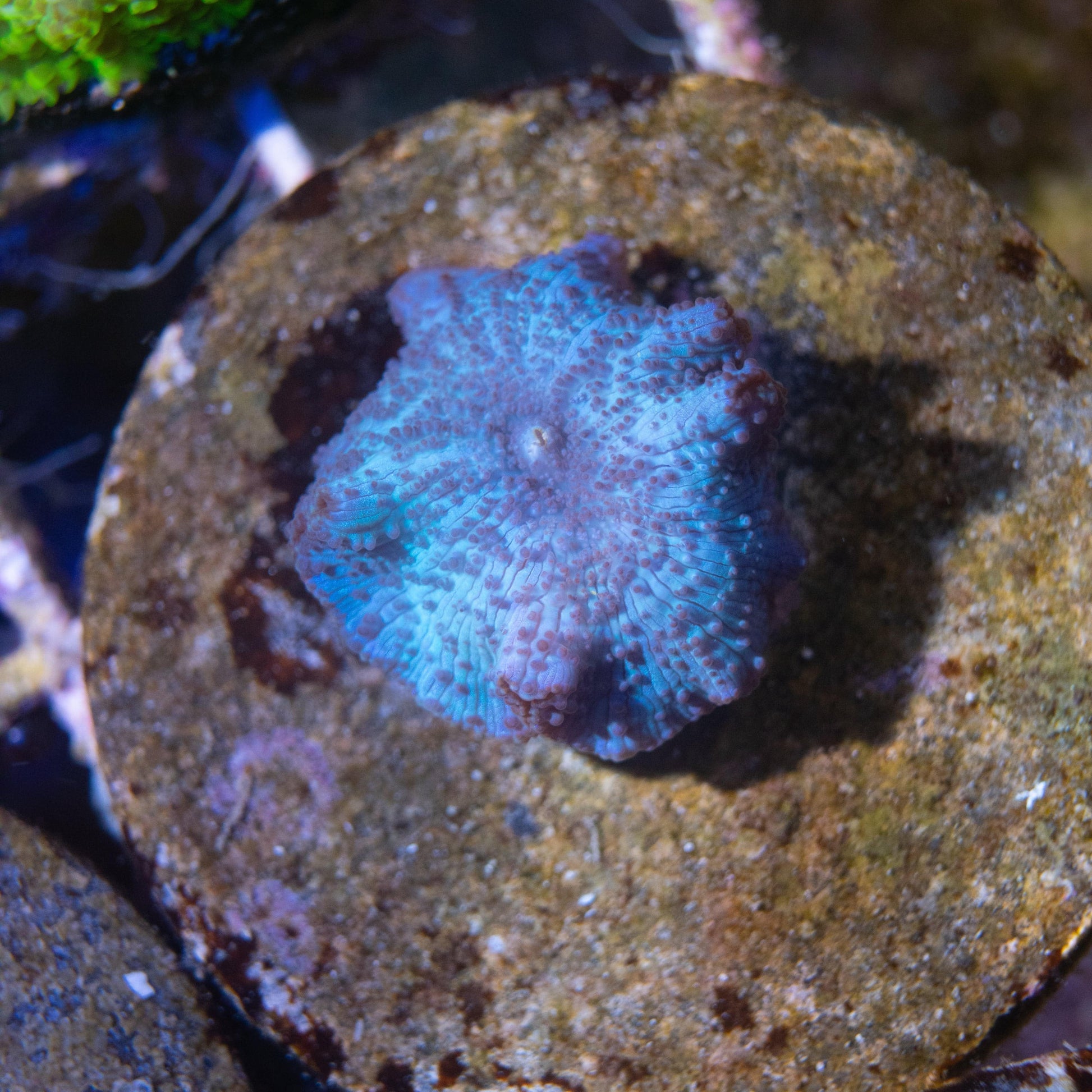 Blue Disco Mushroom - AquaGemCorals