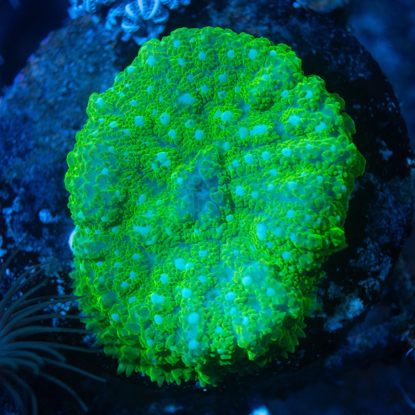 Green Rhodactis Mushroom - AquaGemCorals