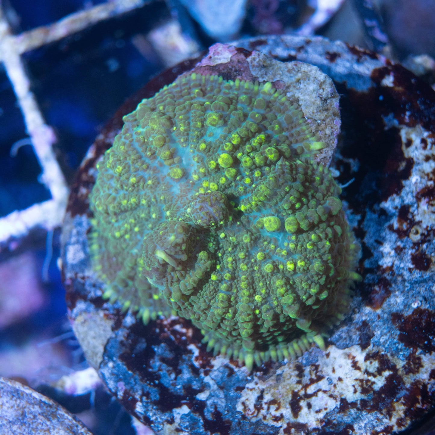 Green Rhodactis Mushroom - AquaGemCorals