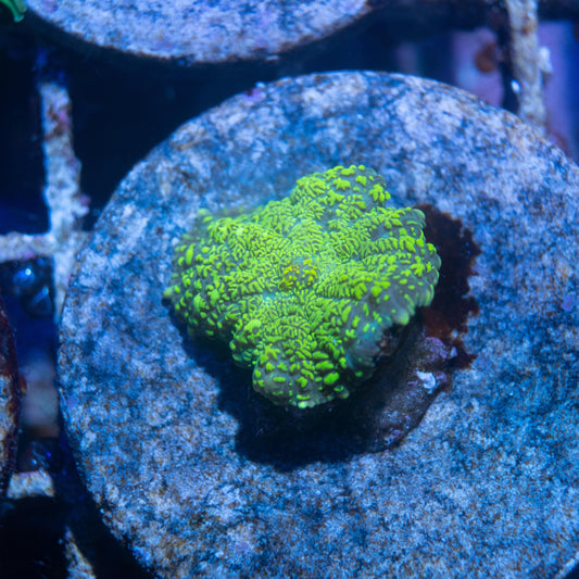 Green Rhodactis Mushroom - AquaGemCorals