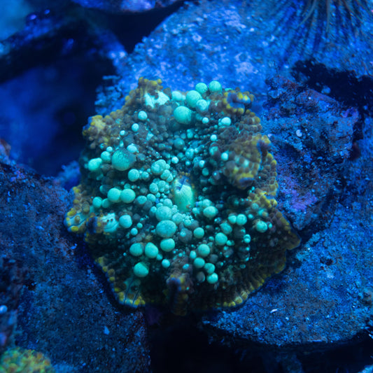 Glatic Disco Mushroom - AquaGemCorals