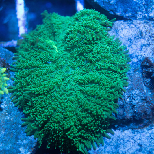 Green Rhodactis Mushroom - AquaGemCorals