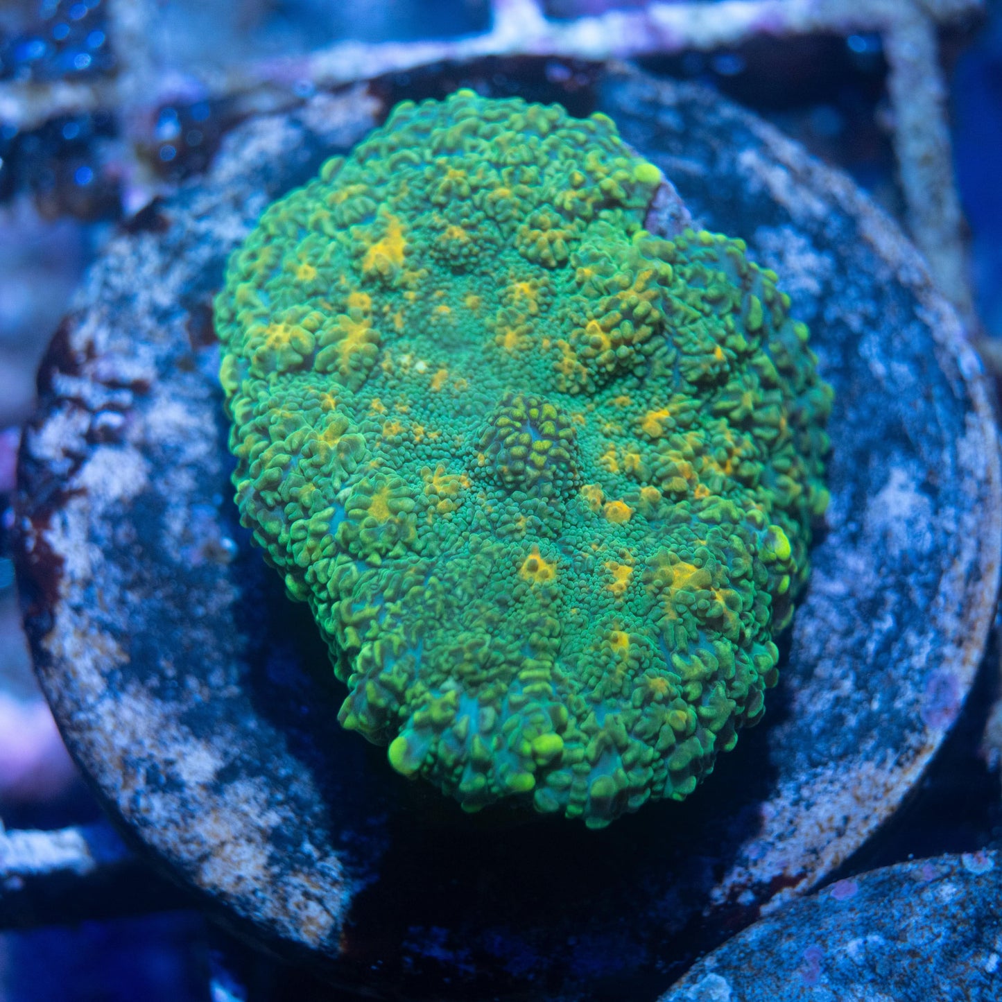 Green Rhodactis Mushroom - AquaGemCorals