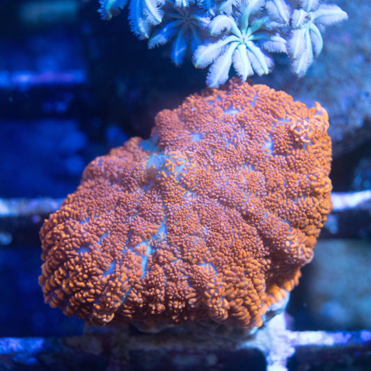 Orange Rhodactis Mushroom - AquaGemCorals